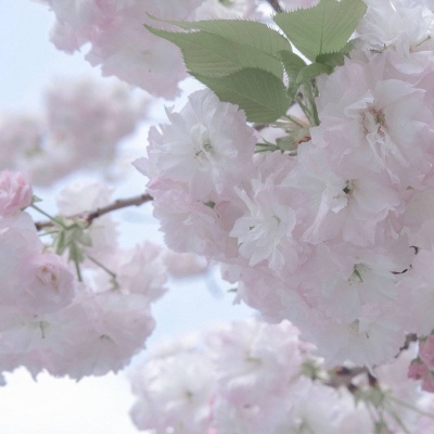 兽设表情绘制实用教程福瑞群